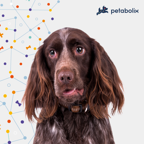 What are the Best Dog Foods for the Field Spaniel?