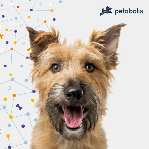What are the Best Dog Foods for the Berger Picard?