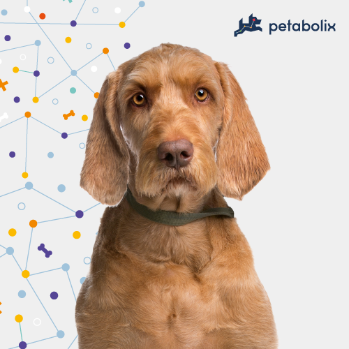 What are the Best Dog Foods for the Wirehaired Vizsla?