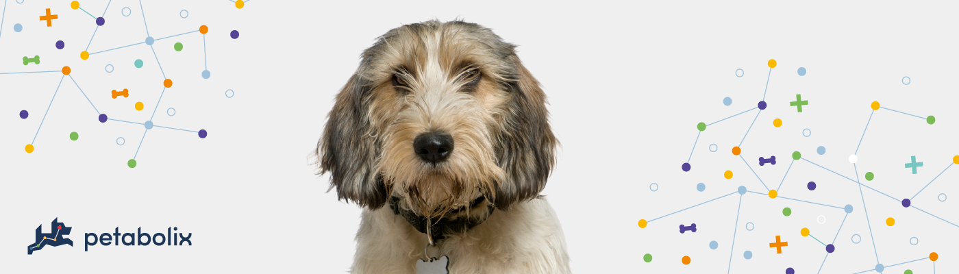 Petits Bassets Griffons Vendeen image