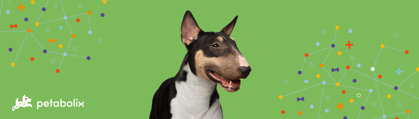 Miniature Bull Terrier image