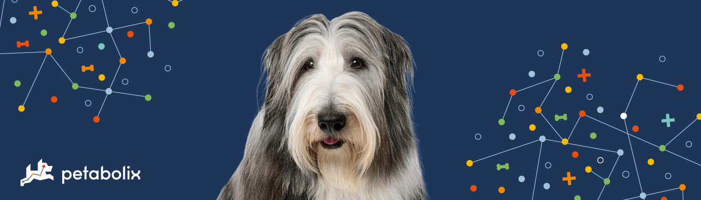 Bearded Collie image