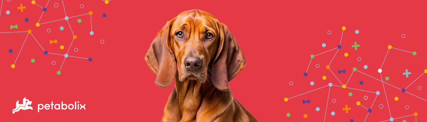 Redbone Coonhound image