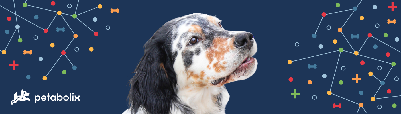 English Setter image