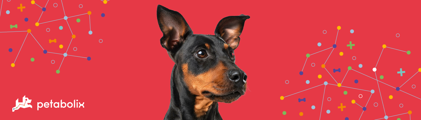 Manchester Terrier Standard image