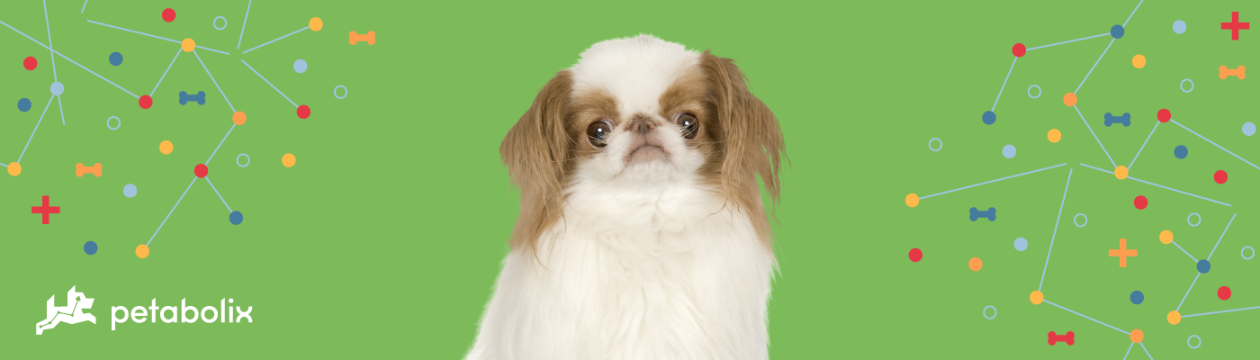 Japanese Chin image