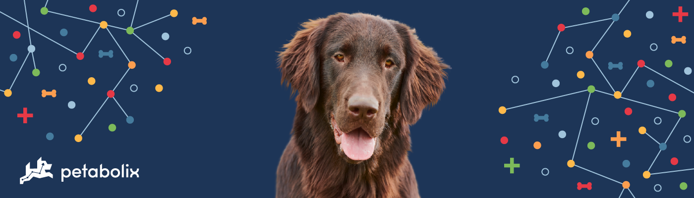 Flat-Coated Retriever image