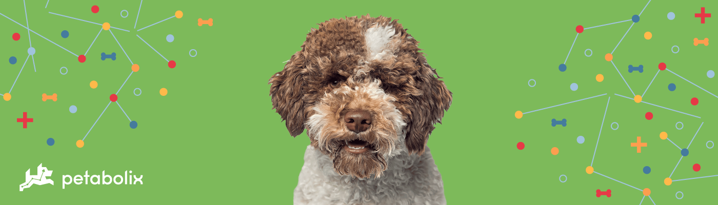 Lagotto Romagnolo image