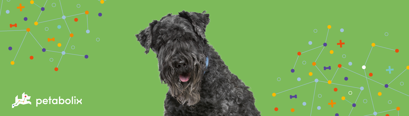 Kerry Blue Terrier image