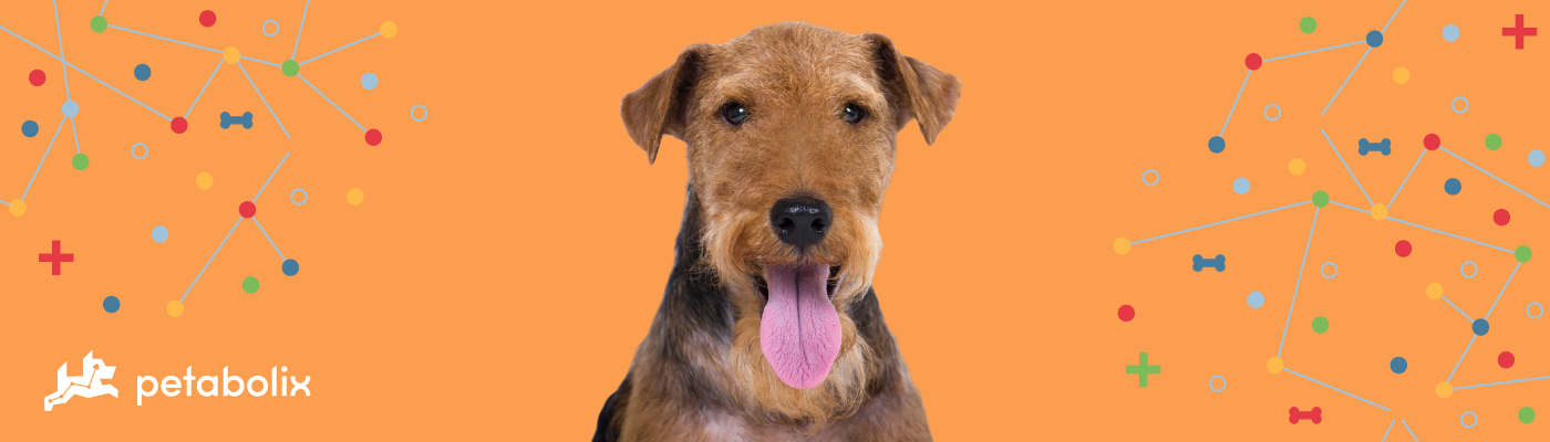 Welsh Terrier image
