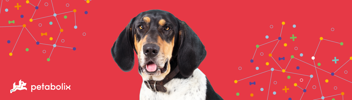 Bluetick Coonhound image