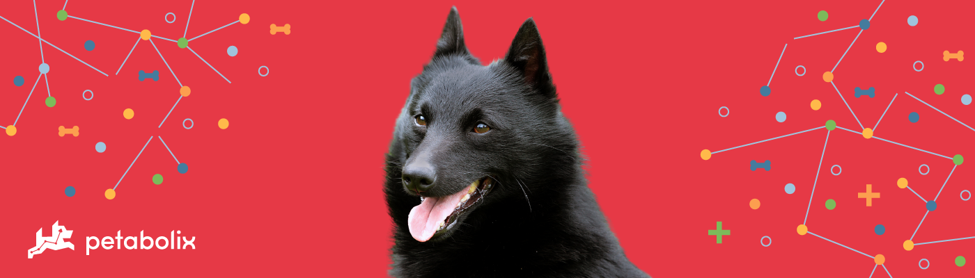 Schipperke image
