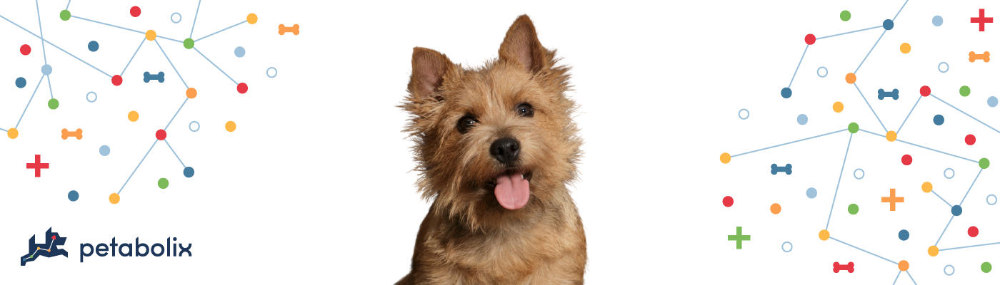 Norwich Terrier image