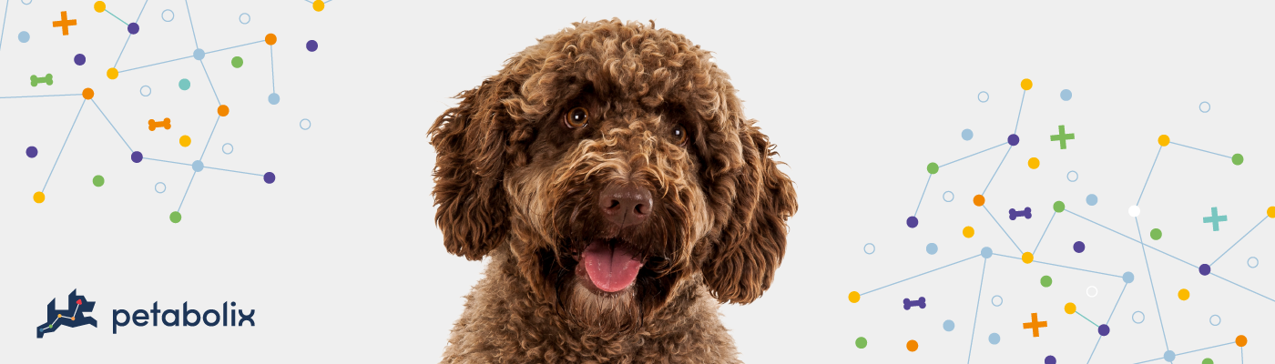 Spanish Water Dog image