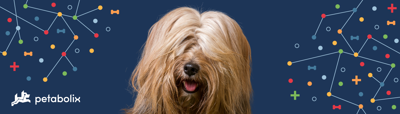 Tibetan Terrier image