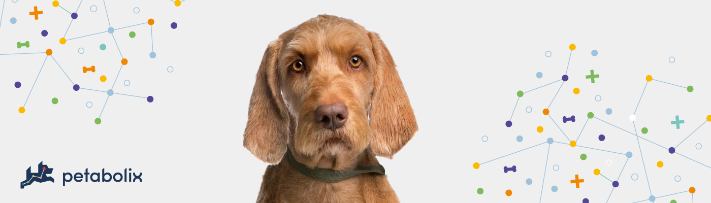 Wirehaired Vizsla image