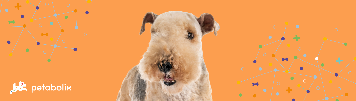 Lakeland Terrier image