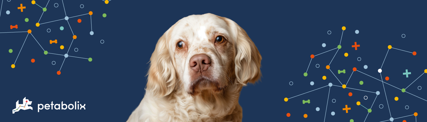 Clumber Spaniel image