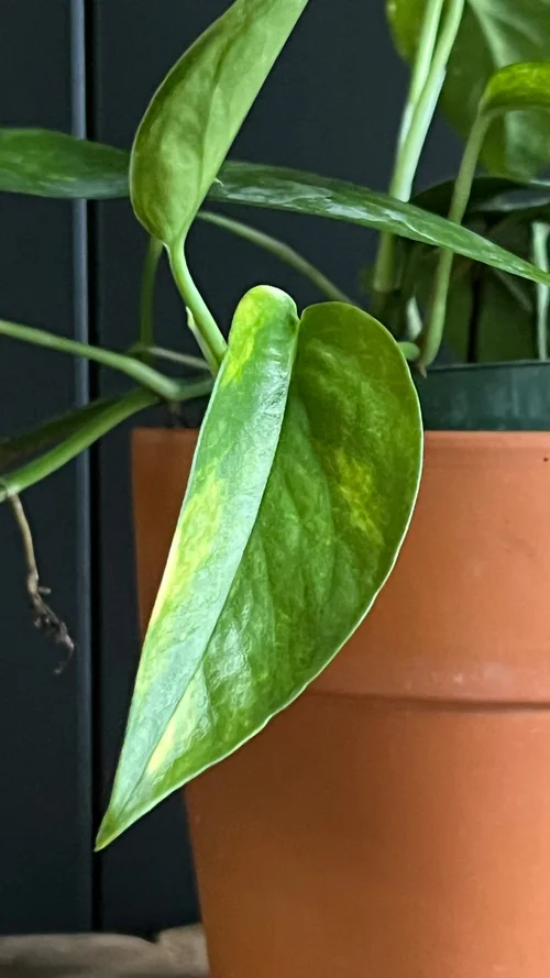 Epipremnum Aurea Variegated for sale at Plant Petite.  Plant Petite