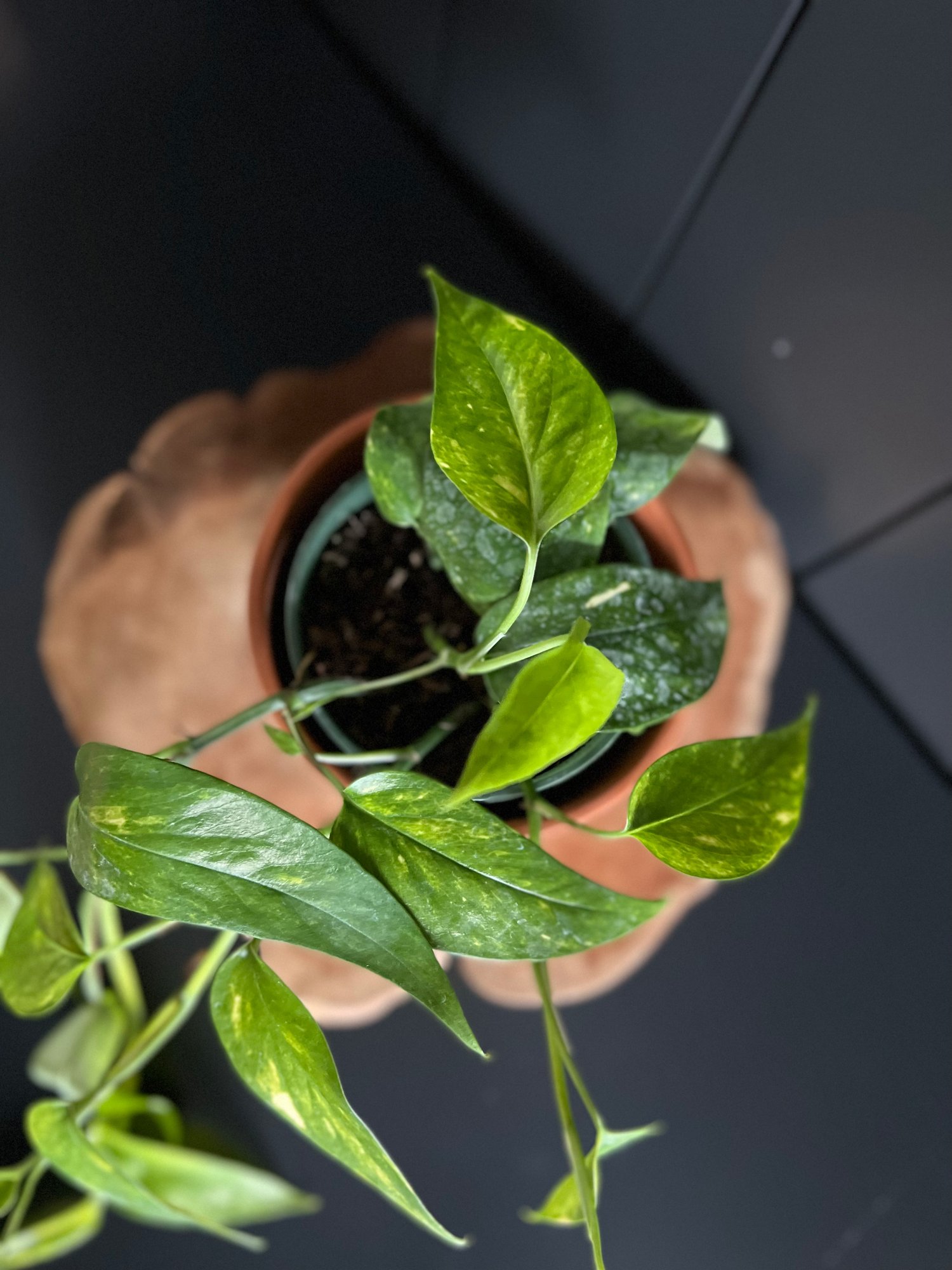 Epipremnum Pinnatum Aurea 4 (Growers Choice EPA4) – Zen Botanicals & Gift  Shop