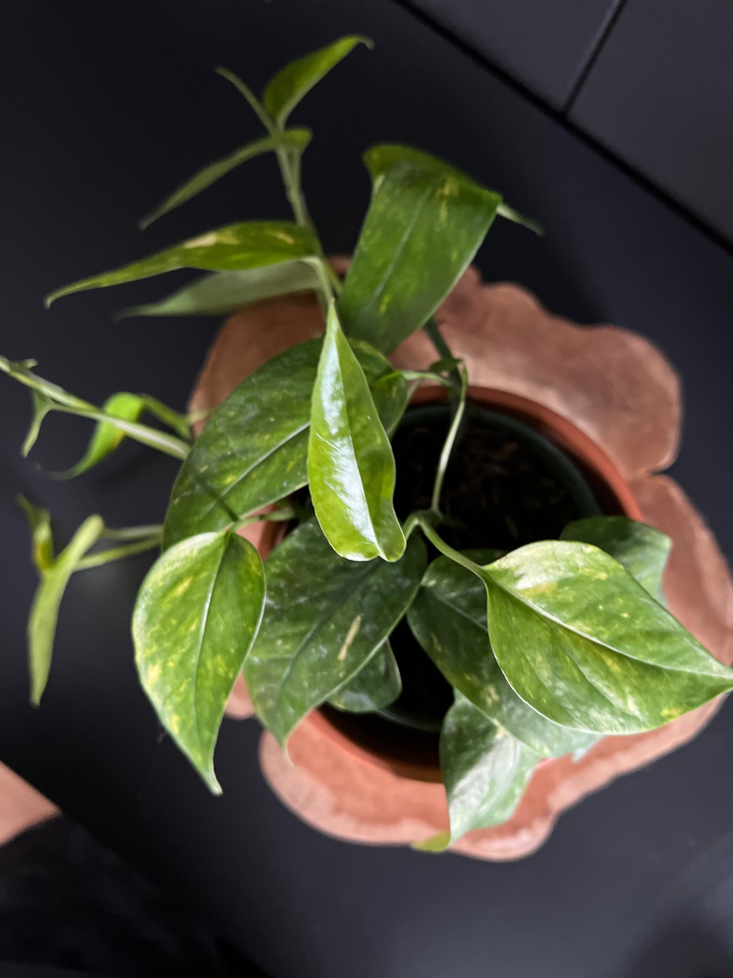 My Epipremnum pinnatum aurea's major glow-up (July 2021-November 2021).  Swipe right to see the 'before' photo : r/houseplants