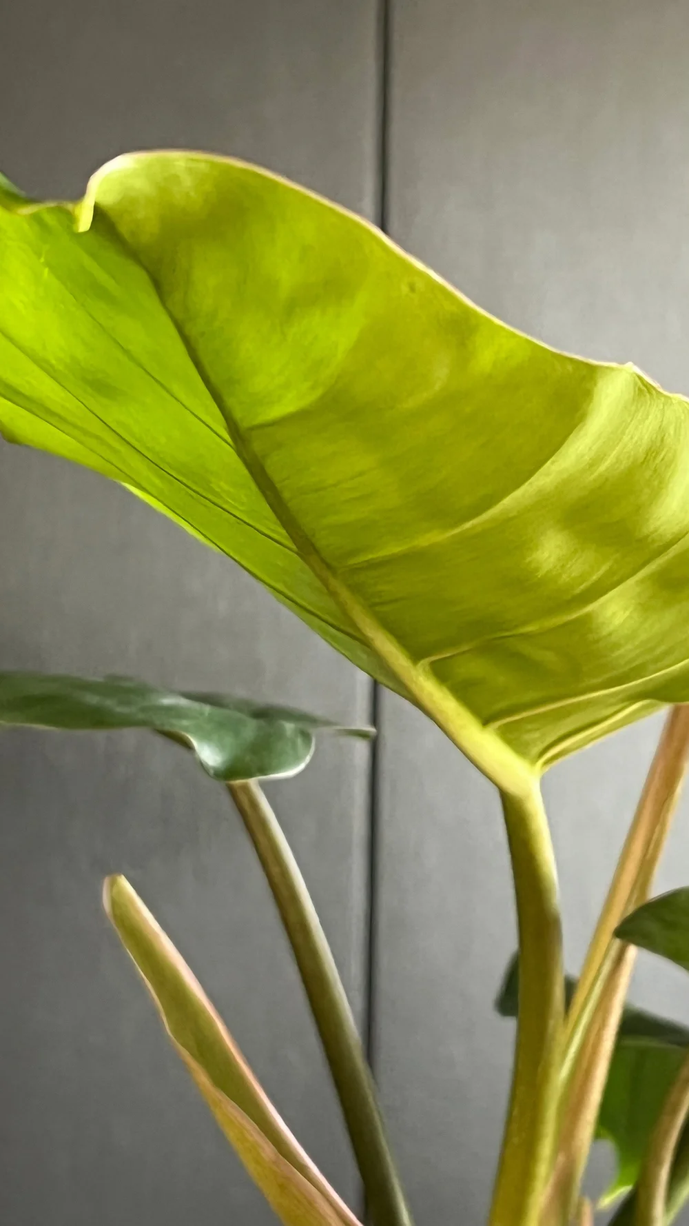Philodendron Jungle Fever for sale at Plant Petite.  Plant Petite