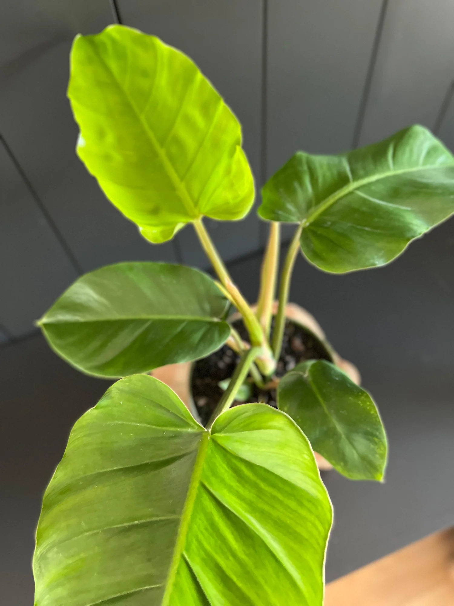 Philodendron Jungle Fever for sale at Plant Petite.  Plant Petite