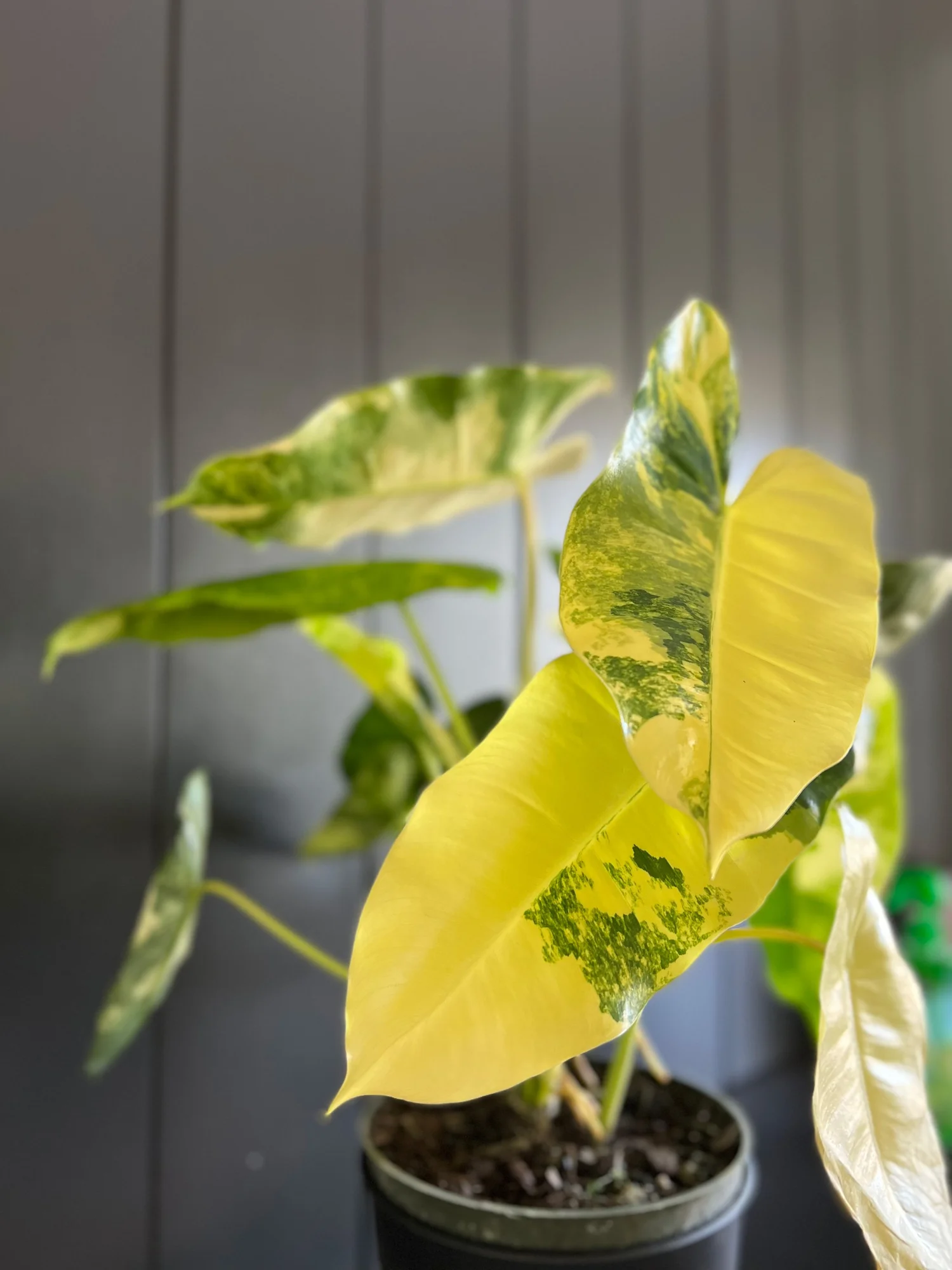philodendron strawberry shake 4” Philodendron 'Strawberry Shake' main image 1