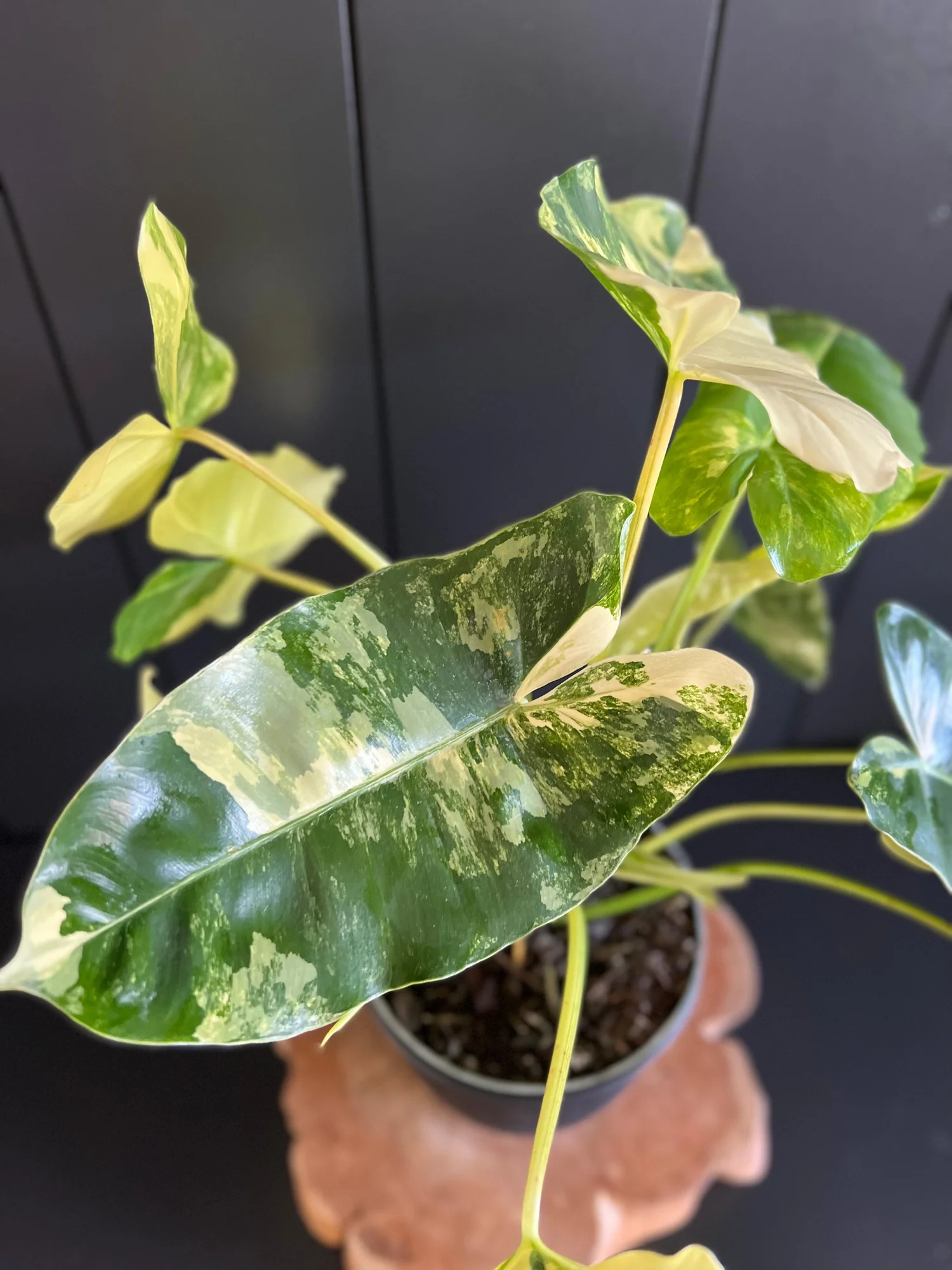 Philodendron Burle Marx Variegated  Plant Petite