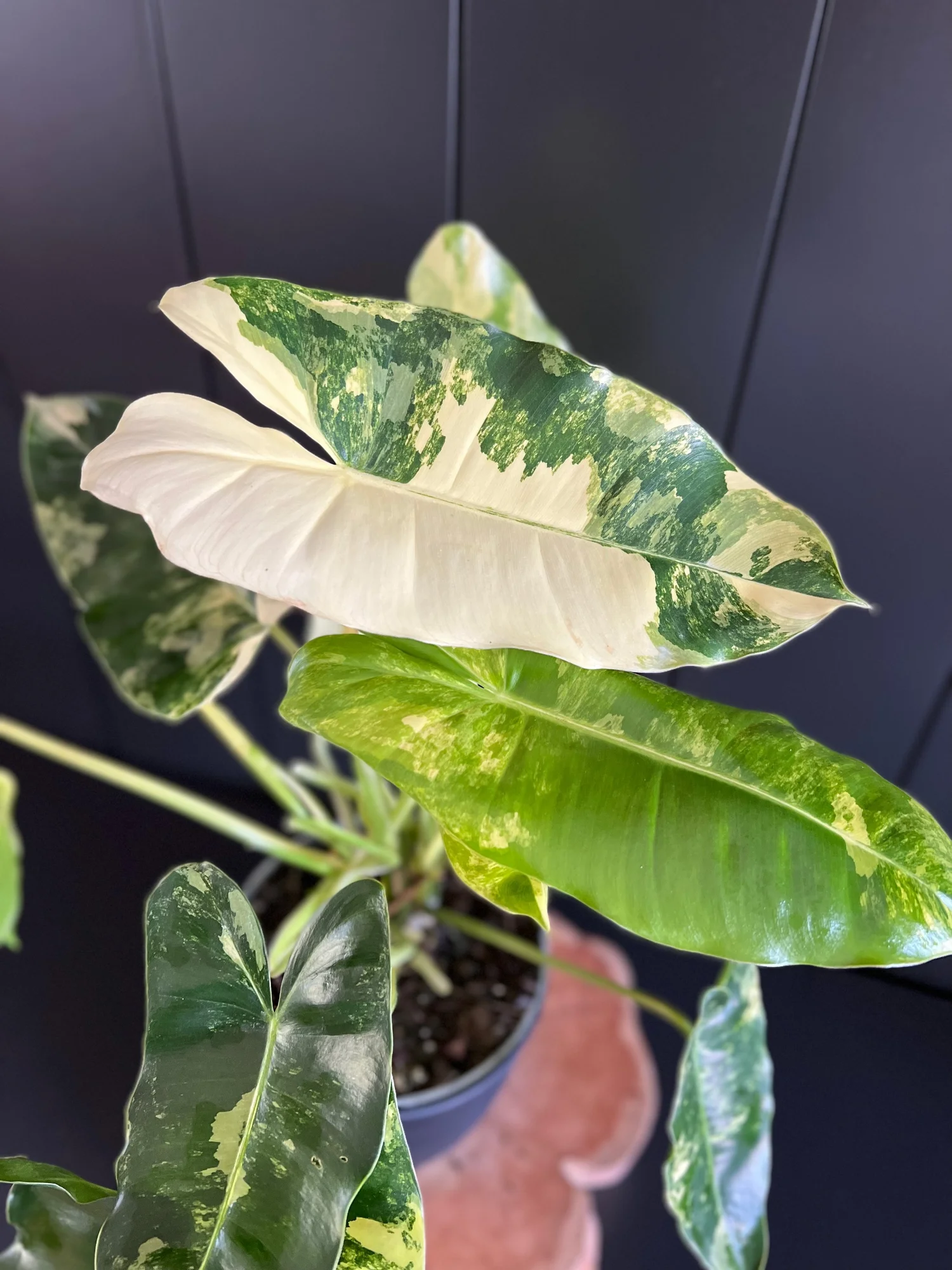 Philodendron Burle Marx Variegated  Plant Petite