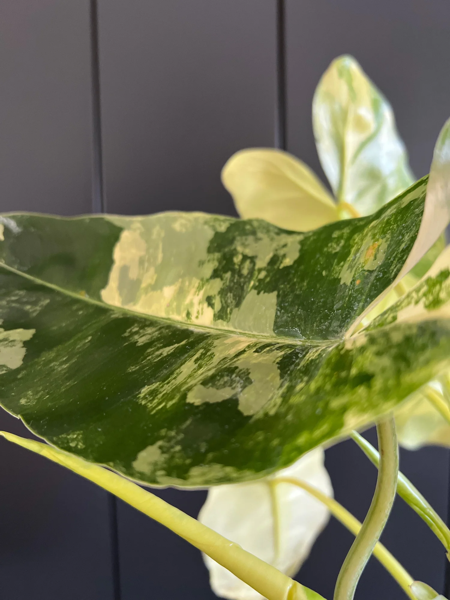 philodendron burle marxii variegata Philodendron Burle Marx Variegata – Casa Botanica main image 0