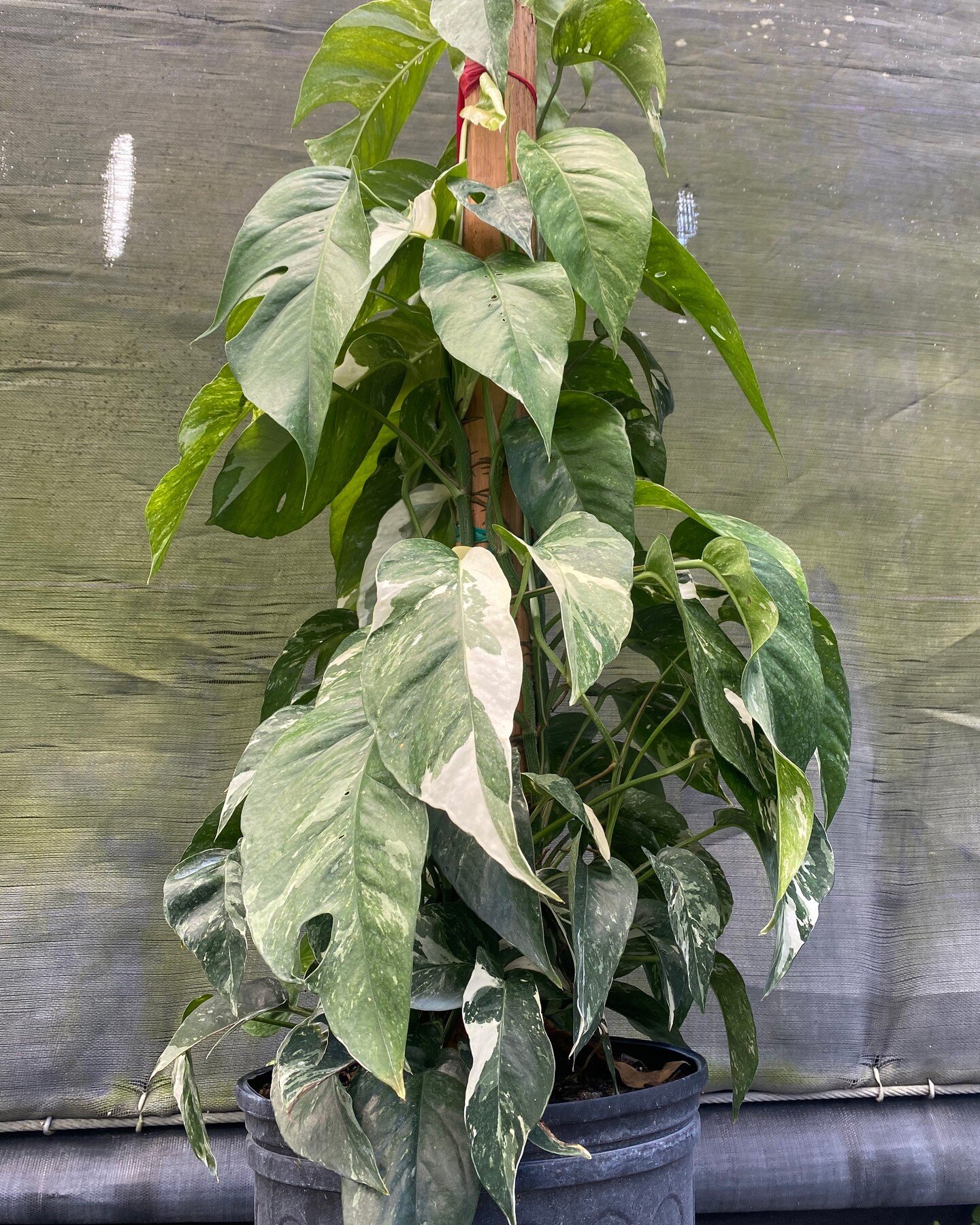 25% off 10-inch Epipremnum Pinnatum Albo Totems? Yes. Correct. Yup. 

But only for the next week. We're making room in the nursery for some amazing plants that are getting big. There are only a few left, so visit our site or Etsy store and grab one b