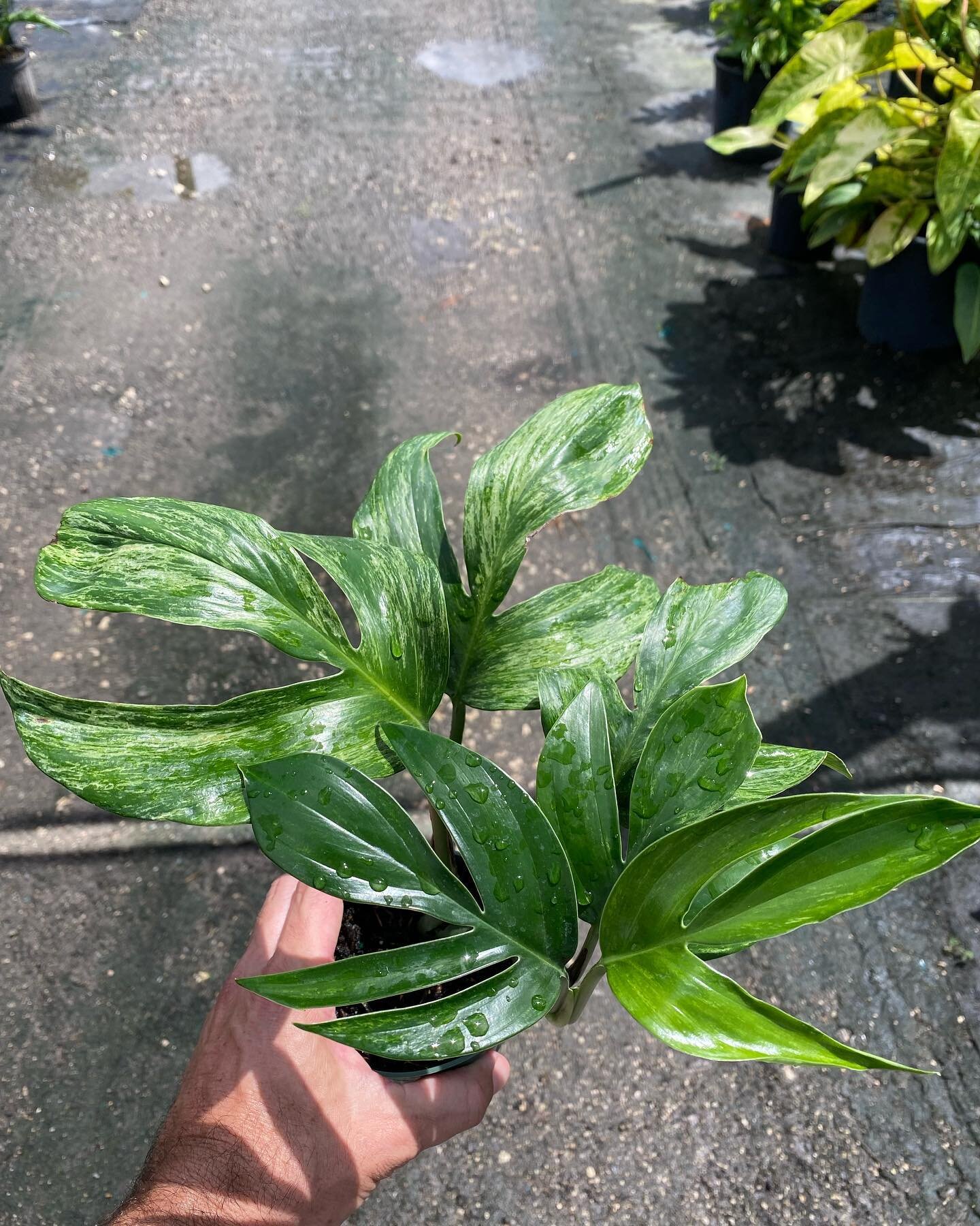 Here&rsquo;s a tale about a Variegated Dragon Tail that lost its way &ndash;

We shipped one of our 4&rdquo; Variegated Rhaphidaphora Dragon Tail plants out on September 21 (pics 1 and 2). It was sent two day air and due to an autofill error, got ret
