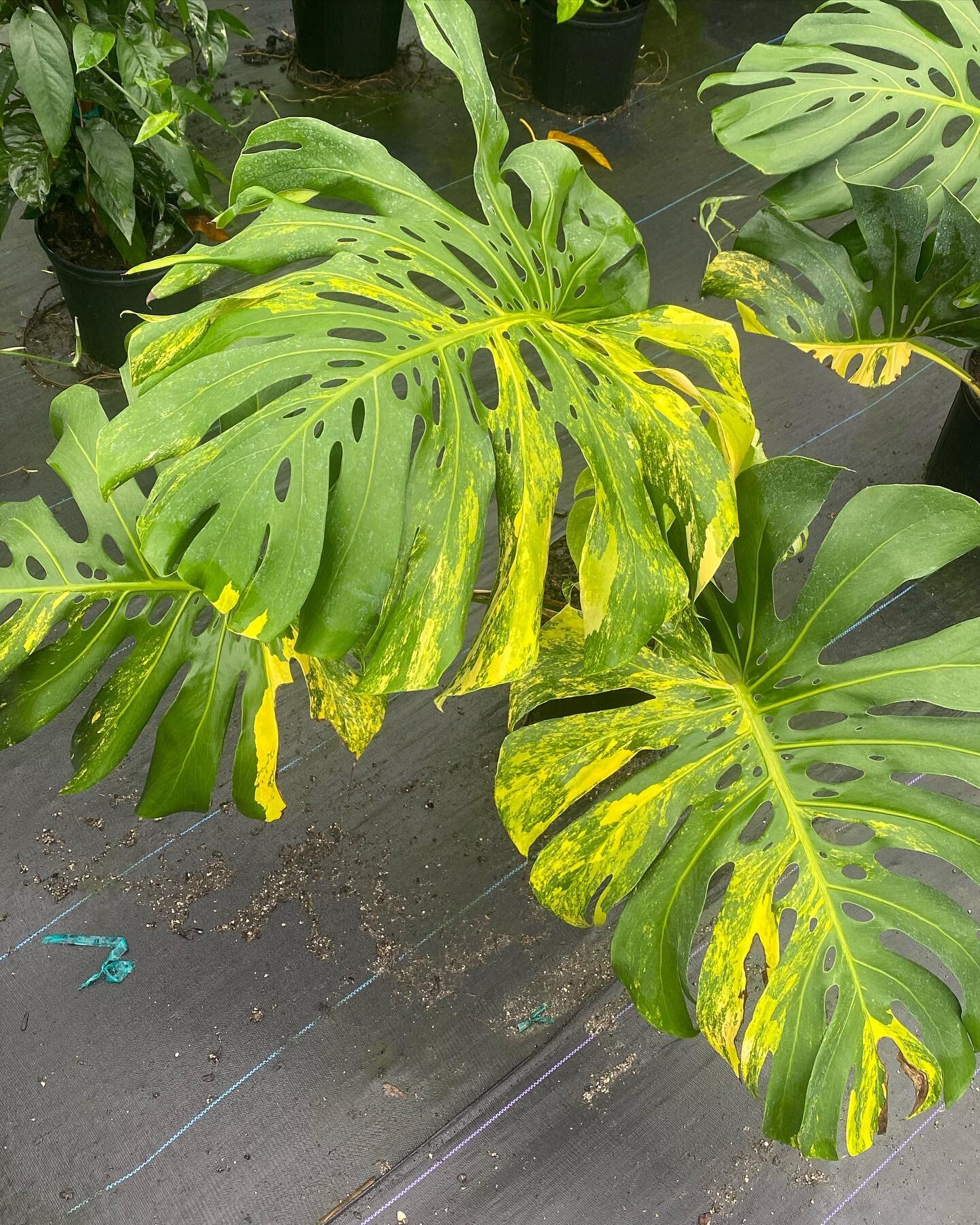 We just added 4 Monstera Aurea Sport Variegated plant babies to our Etsy site. Grab yourself one for 25% off during our Black Friday sale.