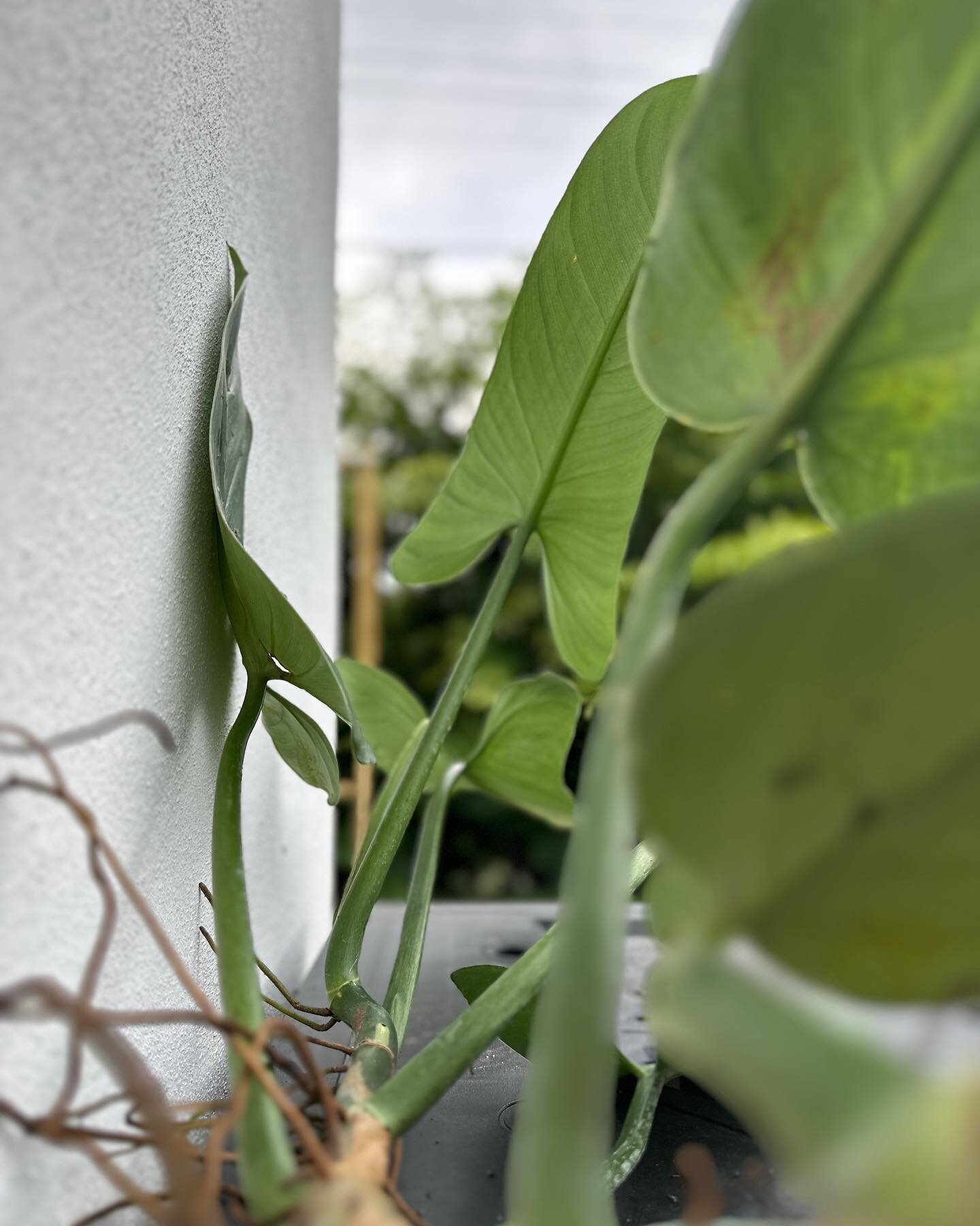 Has this Silver Sword outgrown the 4&rdquo; pot it was born in?
Let&rsquo;s discuss below. 

But the answer is yes.
Pretty much. Maybe. 

#plantpetite #silverswordphilodendron #philodendronhastatum #repot #philodendron #aroidsofinstagram #aroidaddict