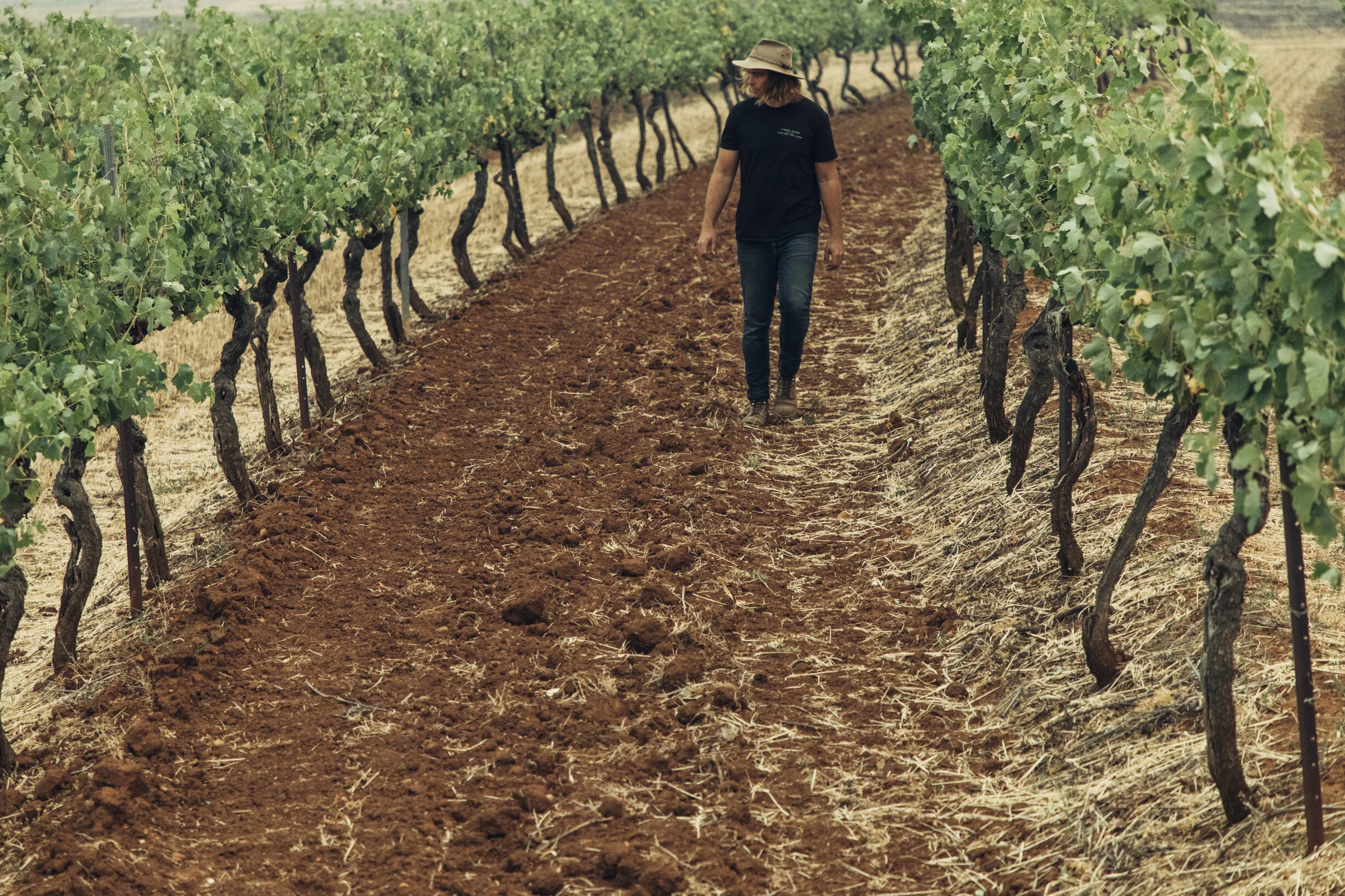 Angus in the vineyard
