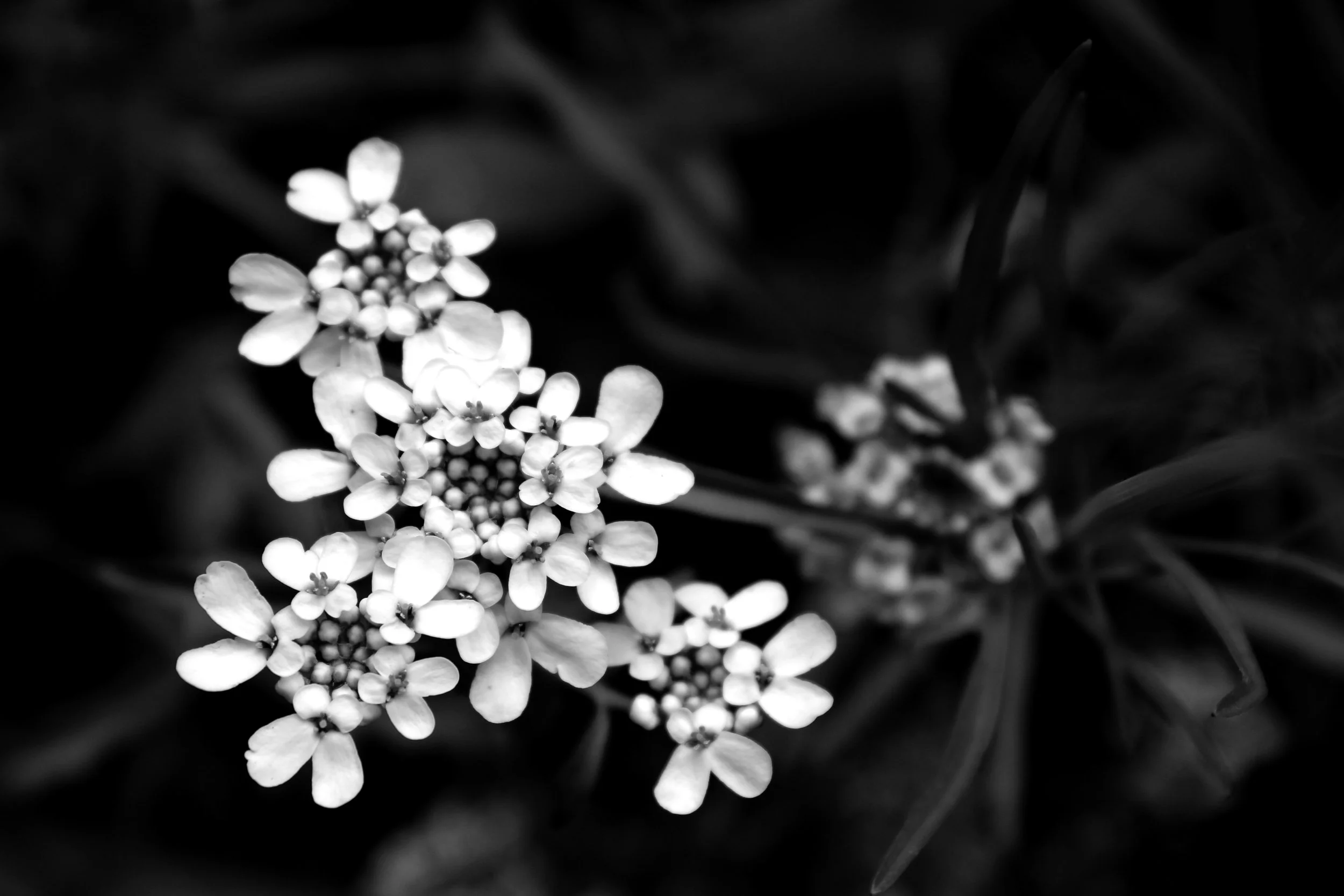 IMG_5069 copy.JPG