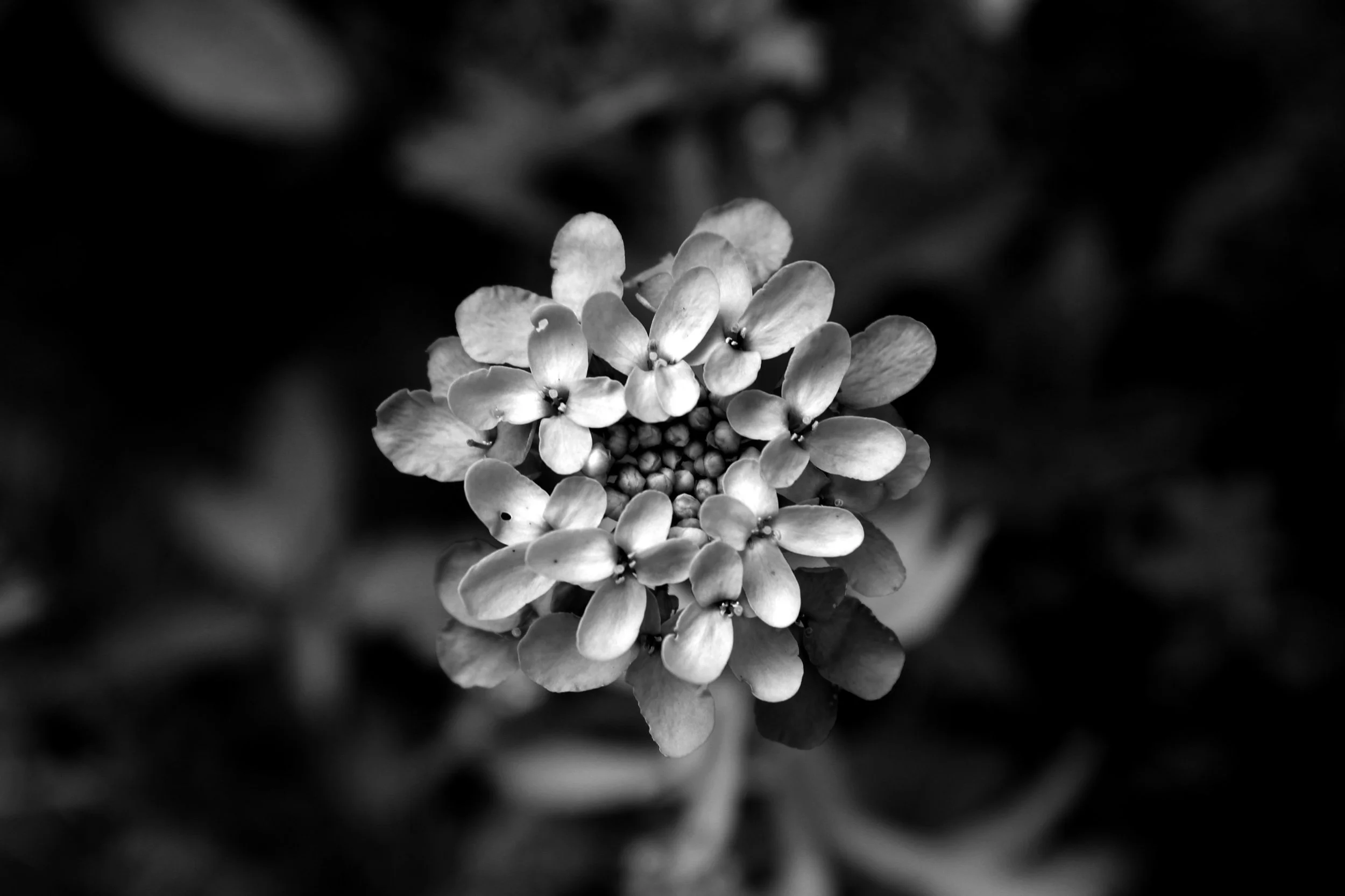 IMG_5073 copy.JPG