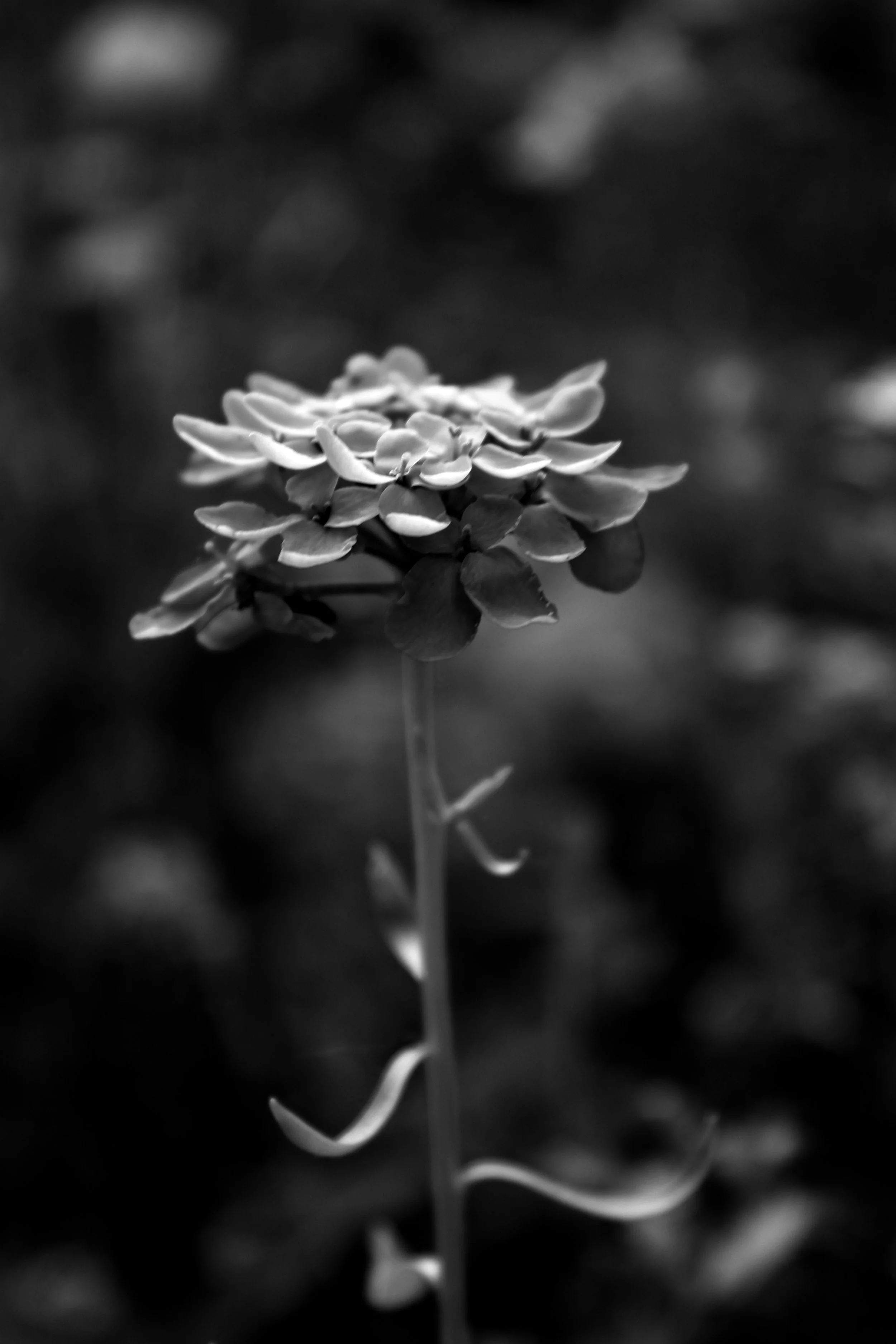 IMG_5078.JPG