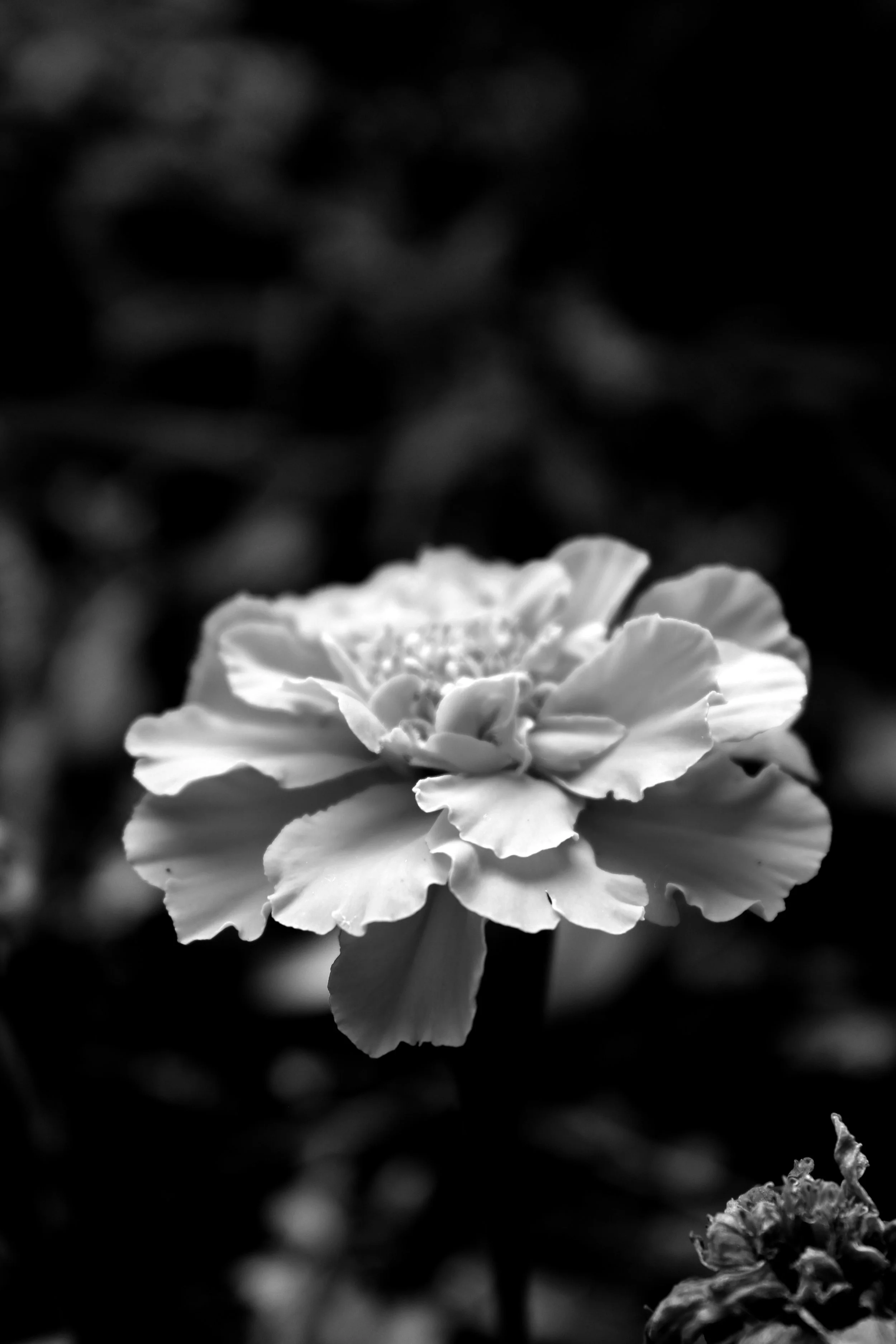 IMG_5092 copy.JPG