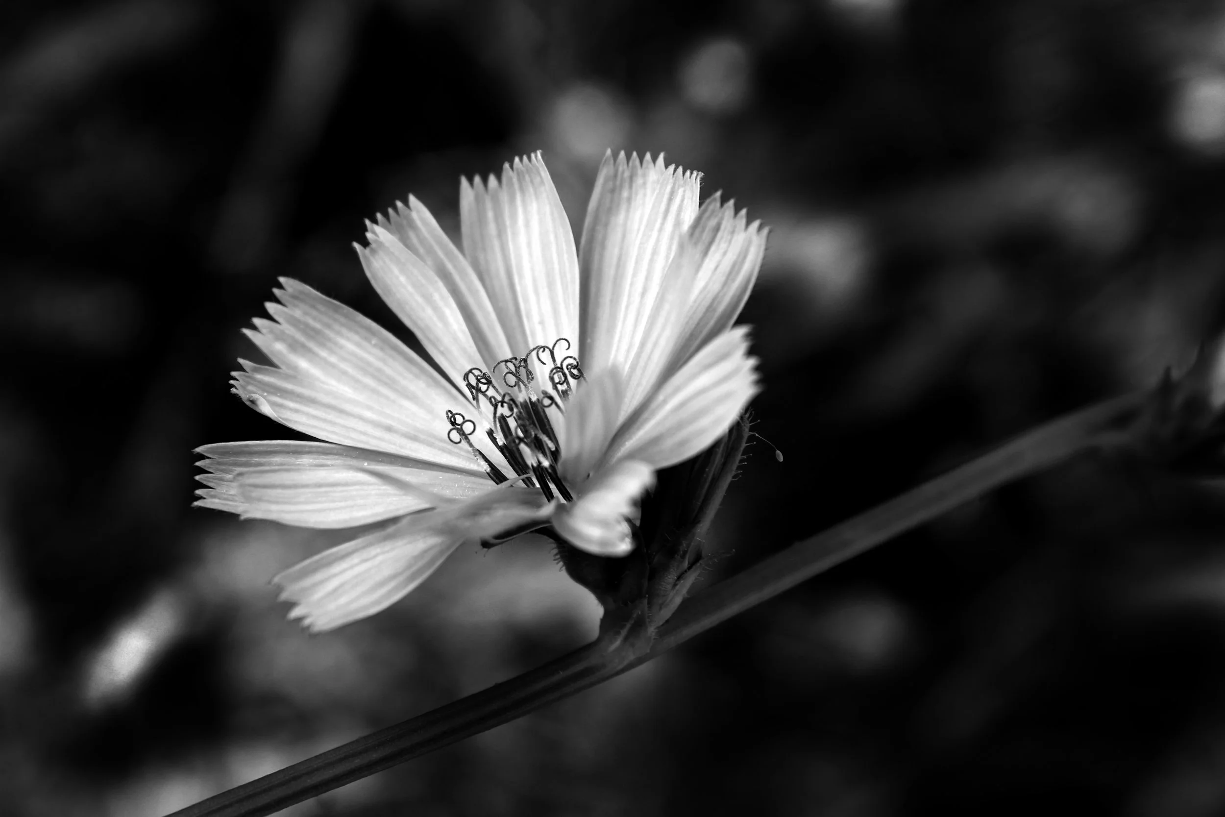 IMG_5616.JPG
