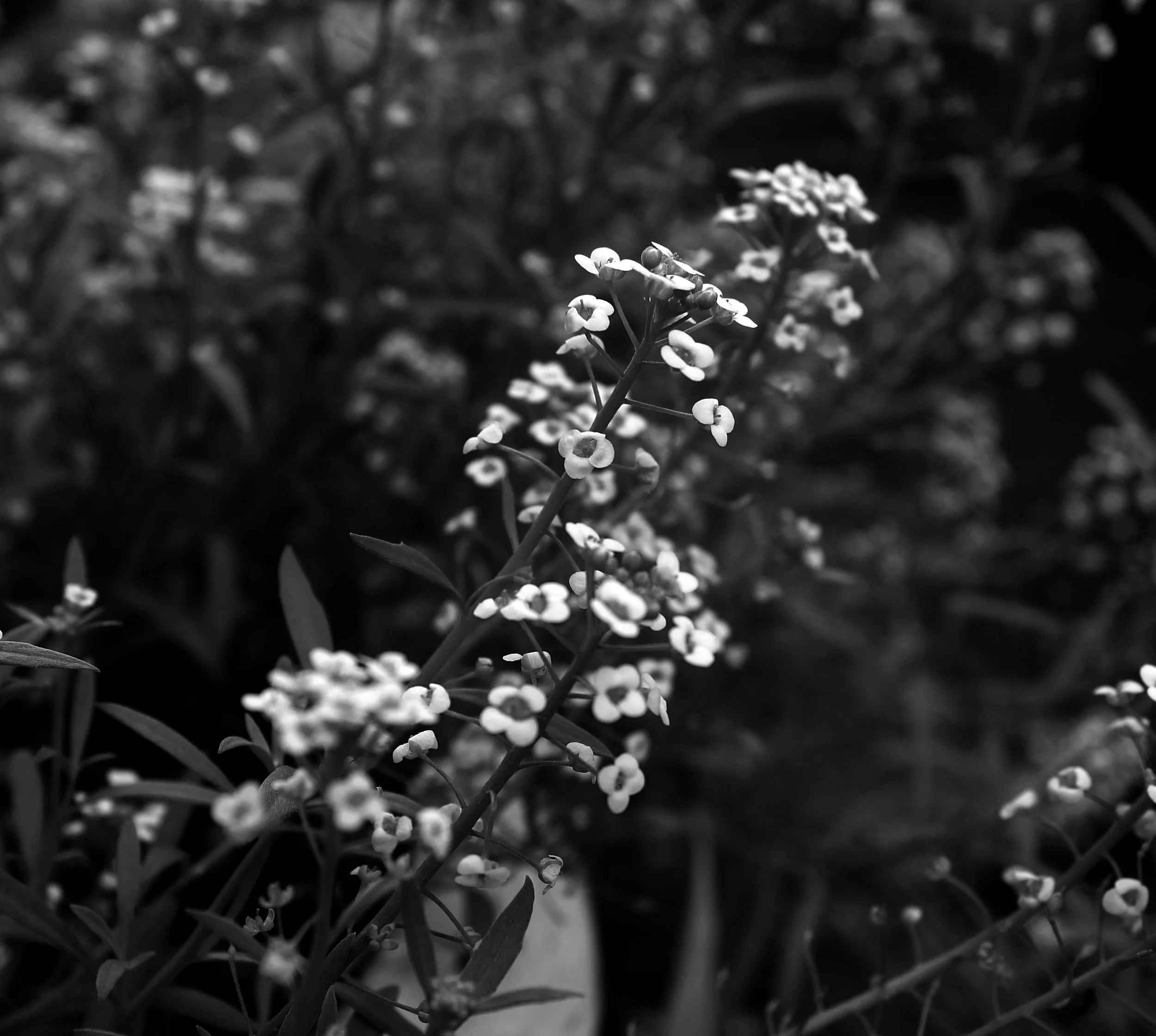 IMG_6549 copy.JPG