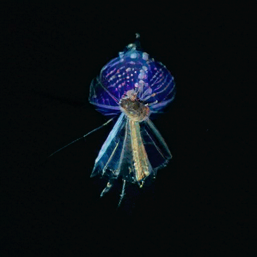 'Creatures of the deepest oceans' Edition 1 of 1 on SuperRare - Sold