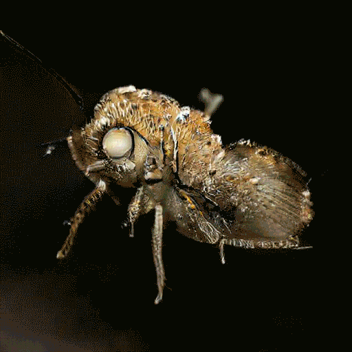 'Insects' - not for sale