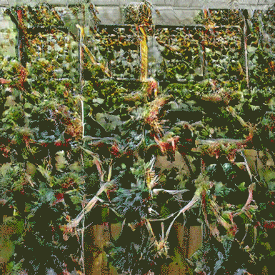 ‘Allswell’ - 1/1 on KnownOrigin  - Sold