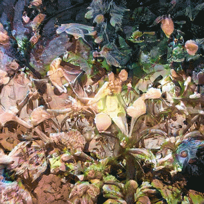 'Non-hierarchical forms of self-organisation' - 1/1 on SuperRare  - Sold