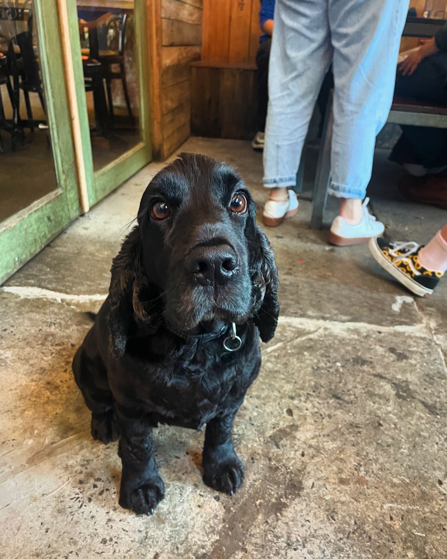 Sunday scaries? We&rsquo;ve got an emotional support dog, Axel, in the back beer garden ready for pats x