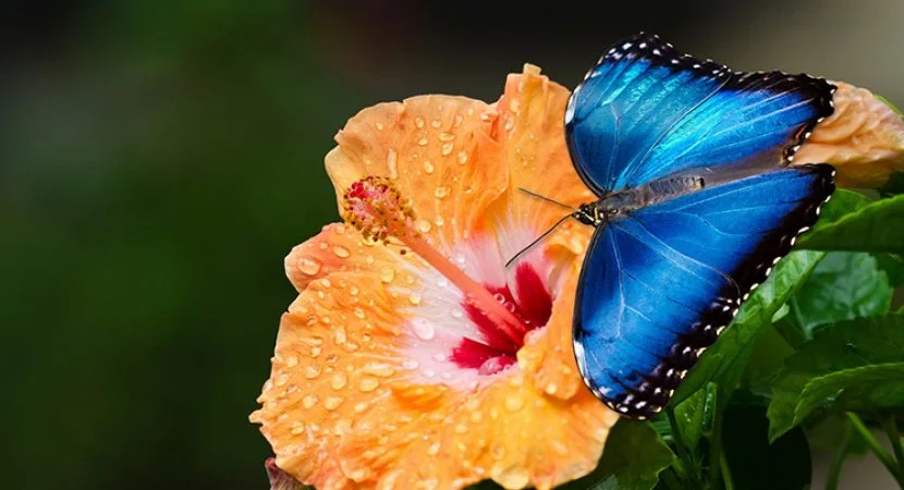 butterfly_hawaii_flower.png