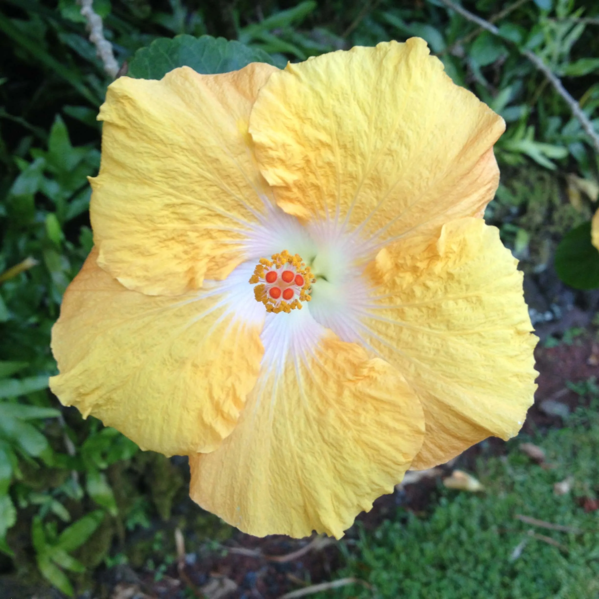 aloha_flower.jpg