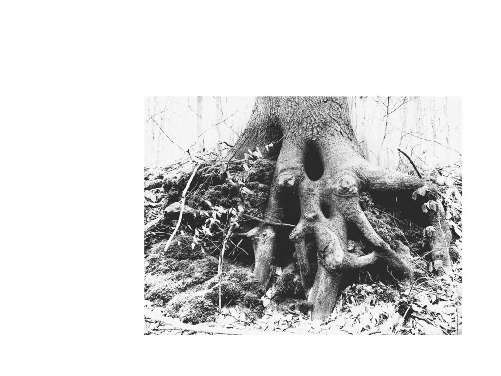 Waar zit onze onverstoorbaarheid ? Een uitleg vanuit een neuro-fysiologisch perspectief